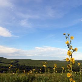 Yellow wildflowers frame endless tallgrass prairie. 