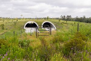 Bright green grass and purple and yellow flowers cover the once brown hill and surrounding fields.