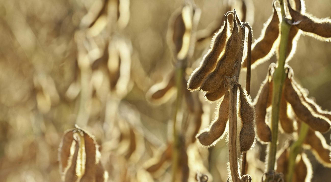 Close up view of soybean crops.