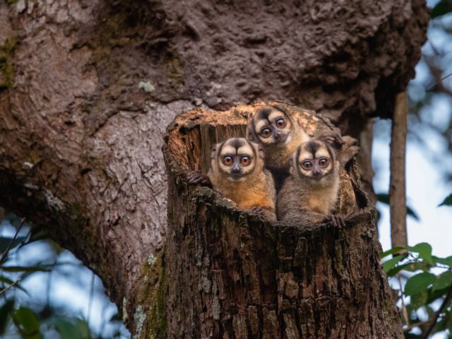 Três macacos noturnos emergem de um tronco de um braço de árvore com olhos grandes, em Villavicencio, Colômbia.
