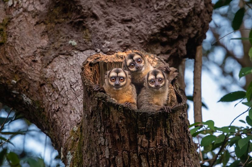 Tres pequeños monos asoman sus cabezas desde adentro de un árbol.