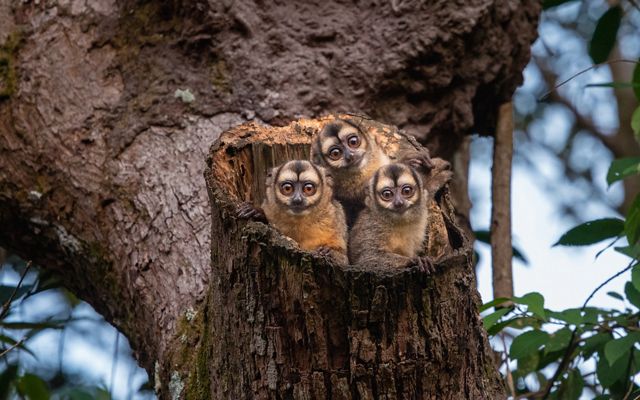 Three members of a family of nocturnal monkeys, their heads emerge from a trunk of an arm of a tree, and their large eyes all looking at the camera.