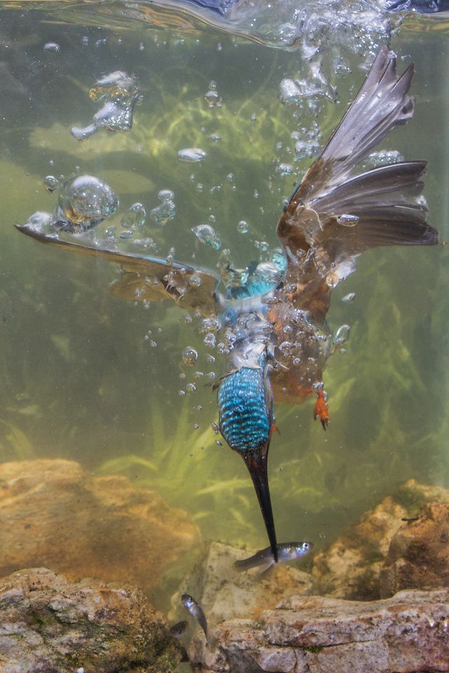 Essa espécie aquática e aérea, chamada Martin-Pescador, é observada aqui mergulhando por um peixe com suas asas estendidas em um lago.