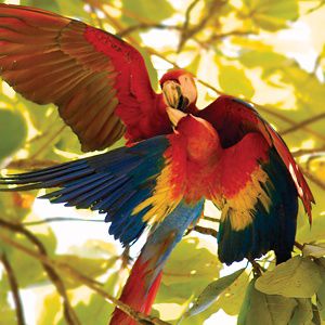 Guacamaya bandera.