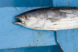 A closeup of a skipjack tuna on a blue fishing boat