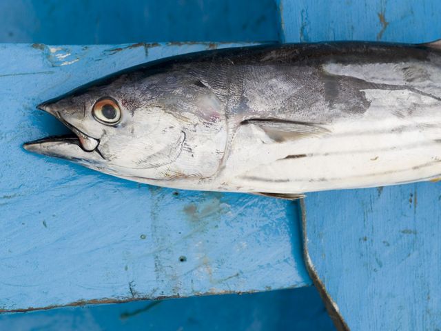 A closeup of a skipjack tuna on a blue fishing boat