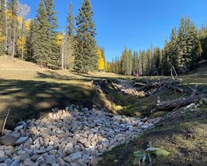 A rehabilitated stream surround by pine trees in La Jara Wetlands, New Mexico.