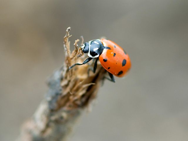 Ladybug perched on a twig.