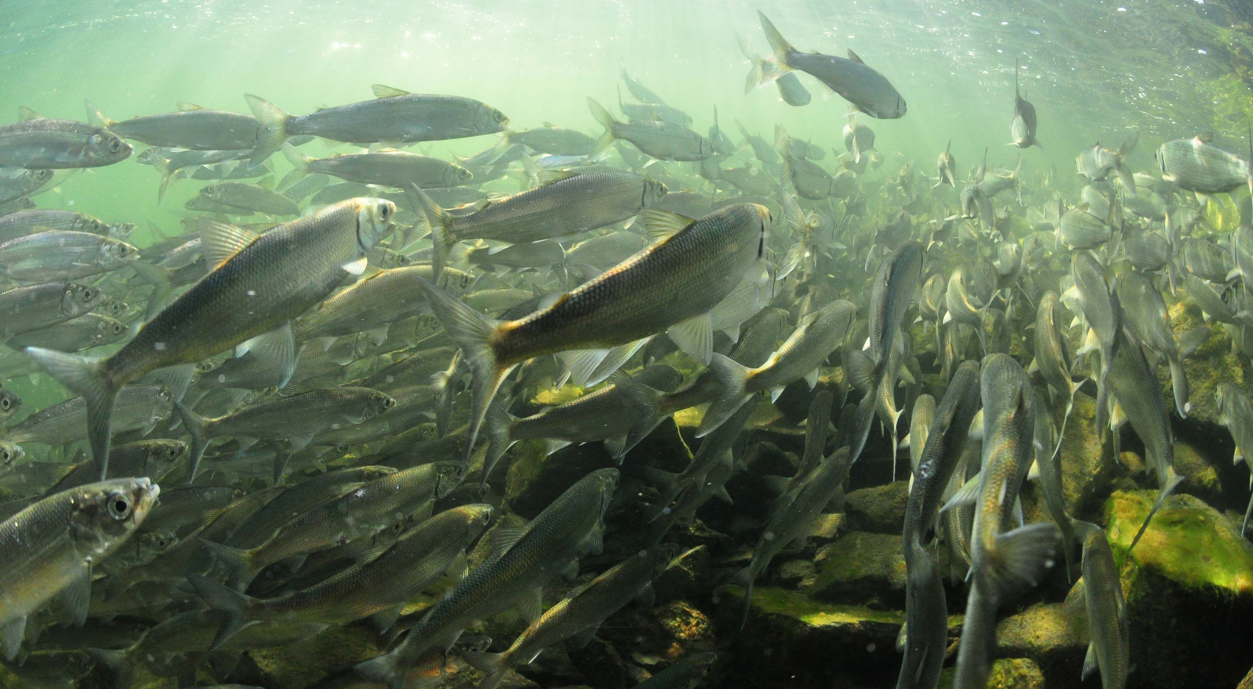 A large school of lake herring swim through green tinged water. 