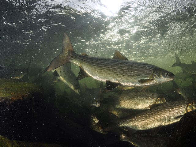 A group of lake whitefish swim in blue-green water.