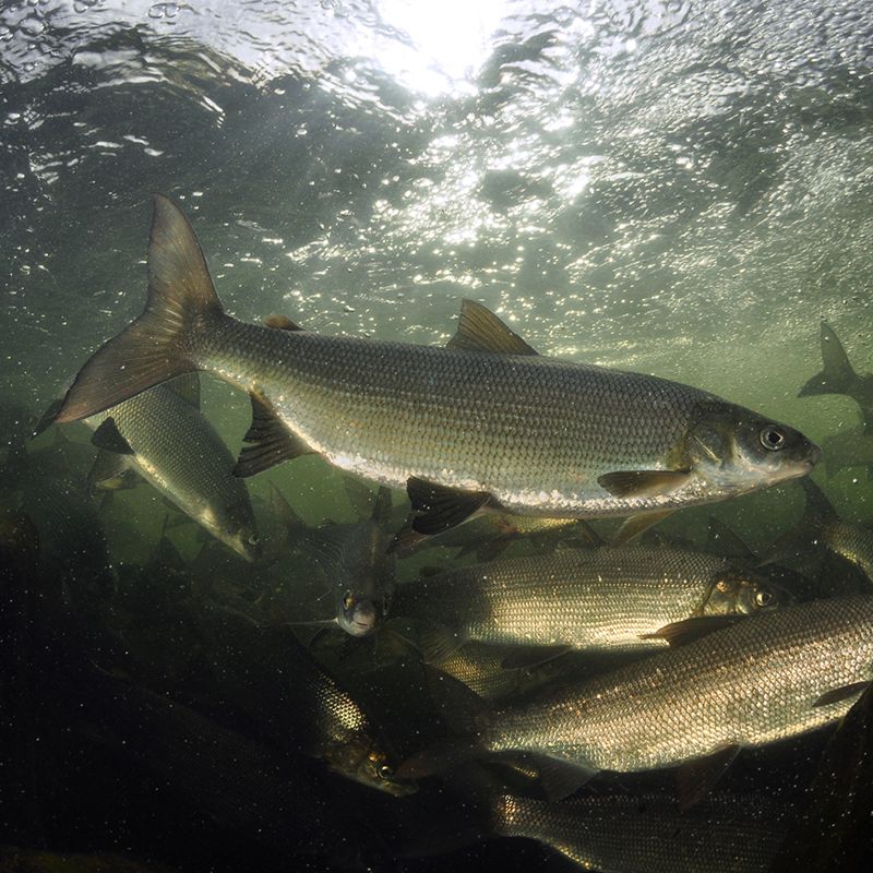 Lake Whitefish (Coregonus clupeaformis) swimming underwater
