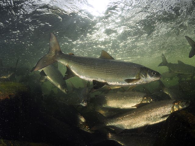 Underwater image of lake whitefish swimming.
