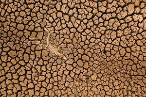 Overhead view of a carcass of an alligator on dry, deeply cracked soil.