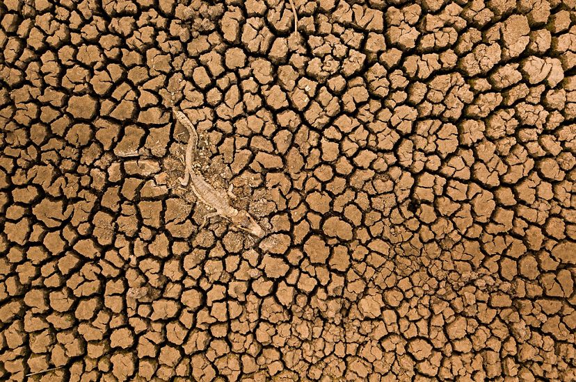 Vista sobre un pantano seco, mostrando el fango seco y agrietado y el cadaver de un reptil