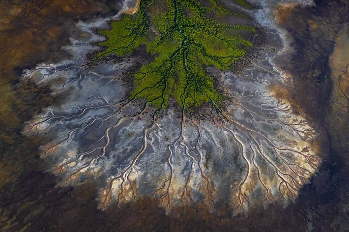 Lush green mangroves line the mud flats accentuated by the tidal waters and months of rain filling the artesian basin. Gulf of Carpentaria in tropical north Queensland.