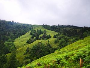 Tree planting in nature reserve, China.