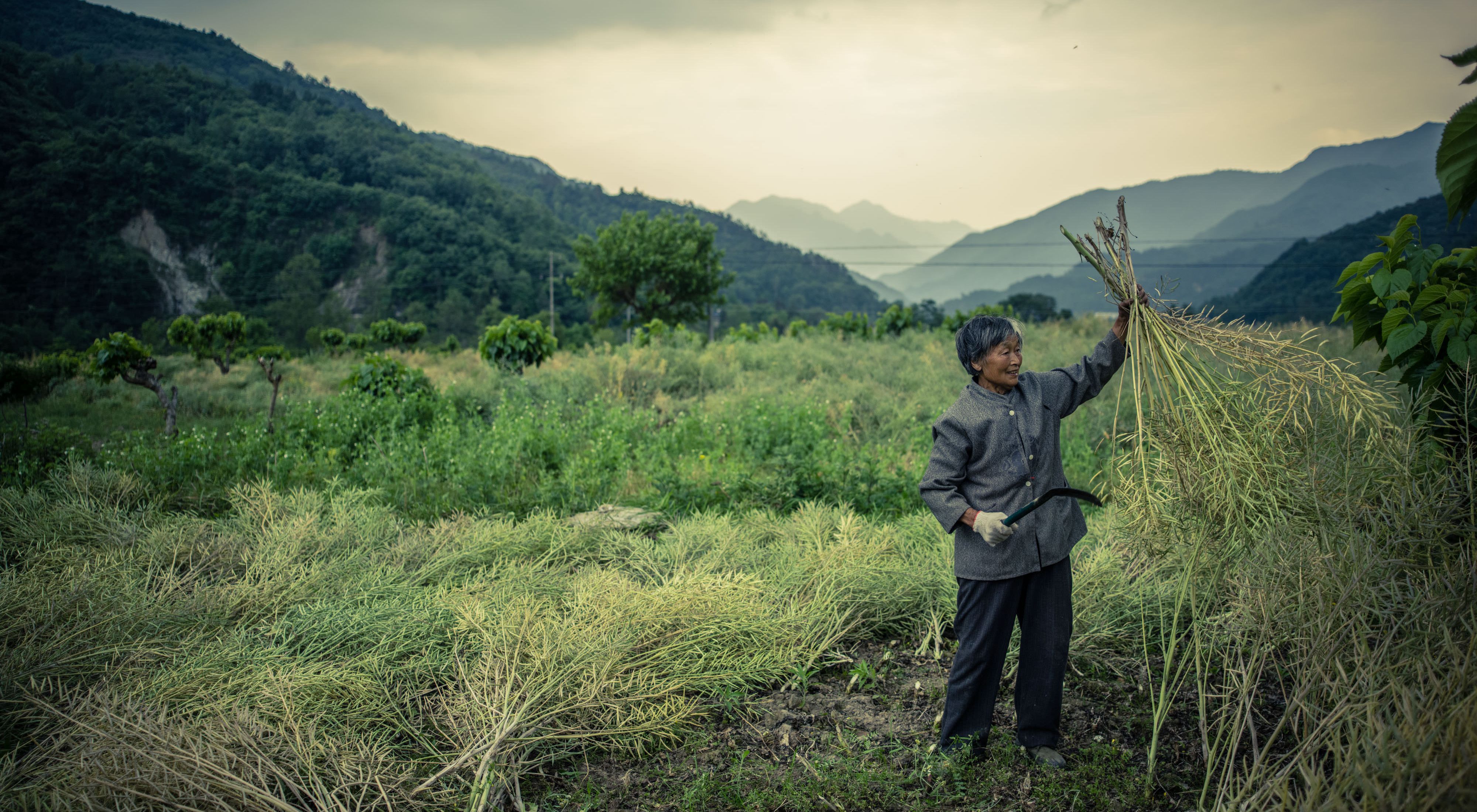 Elderly farmer harvests her crop on terraced farmland in Minzhu Village on the edge of the Laohegou Nature Reserve.