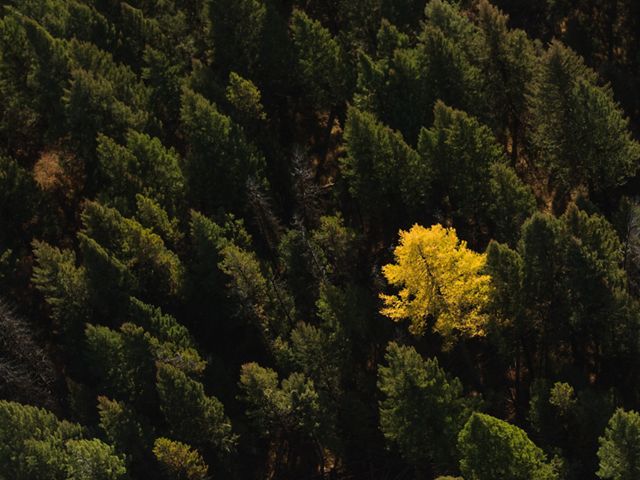 Looking down from above a single yellow trees stands out in an evergreen forest.
