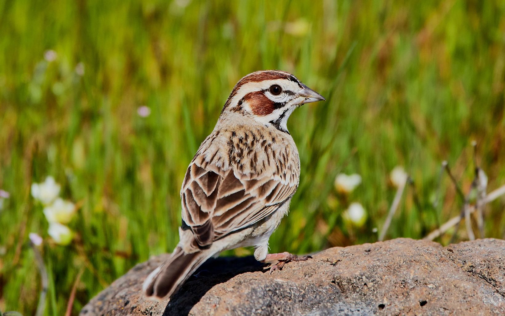Lark Sparrow sitting atop a rock in a prairie.