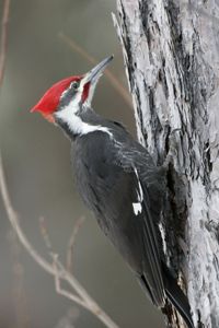 A bird in the center of the frame with gray features on its body and face, white feathers on its neck leading up to its face, and red feathers on the top of its head. The bird is perched on a tree.