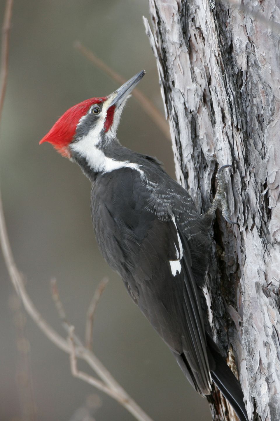 Silver Lake Bog Preserve | The Nature Conservancy in New York