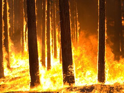 intense forest fire