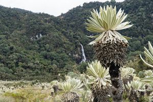 A waterfall in the distance behind trees.
