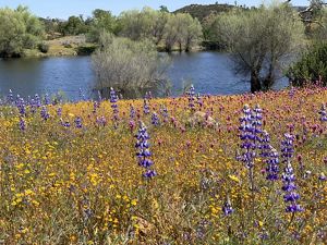 Purple, pink and yellow wildflowers grow in a grassy area beside a body of water.