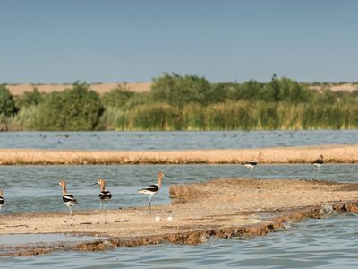 Hundreds of species of birds, including these American avocets, have been found in the Las Arenitas wetland.