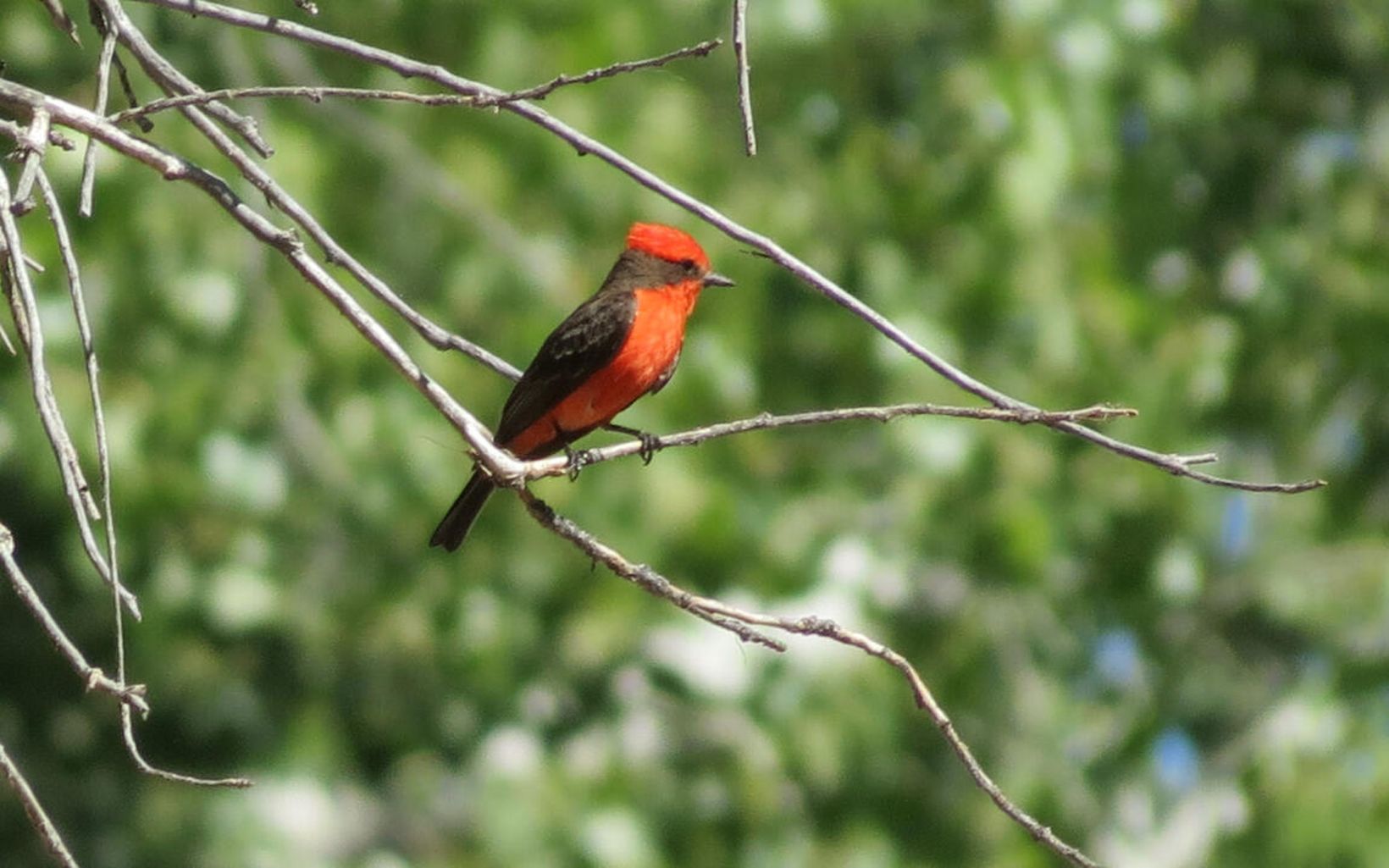 A vermilion flycatcher, ared bird with black wings, perches on a tree branch.