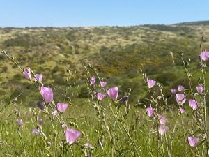 Closeup of pink flowers in Proctor Valley.