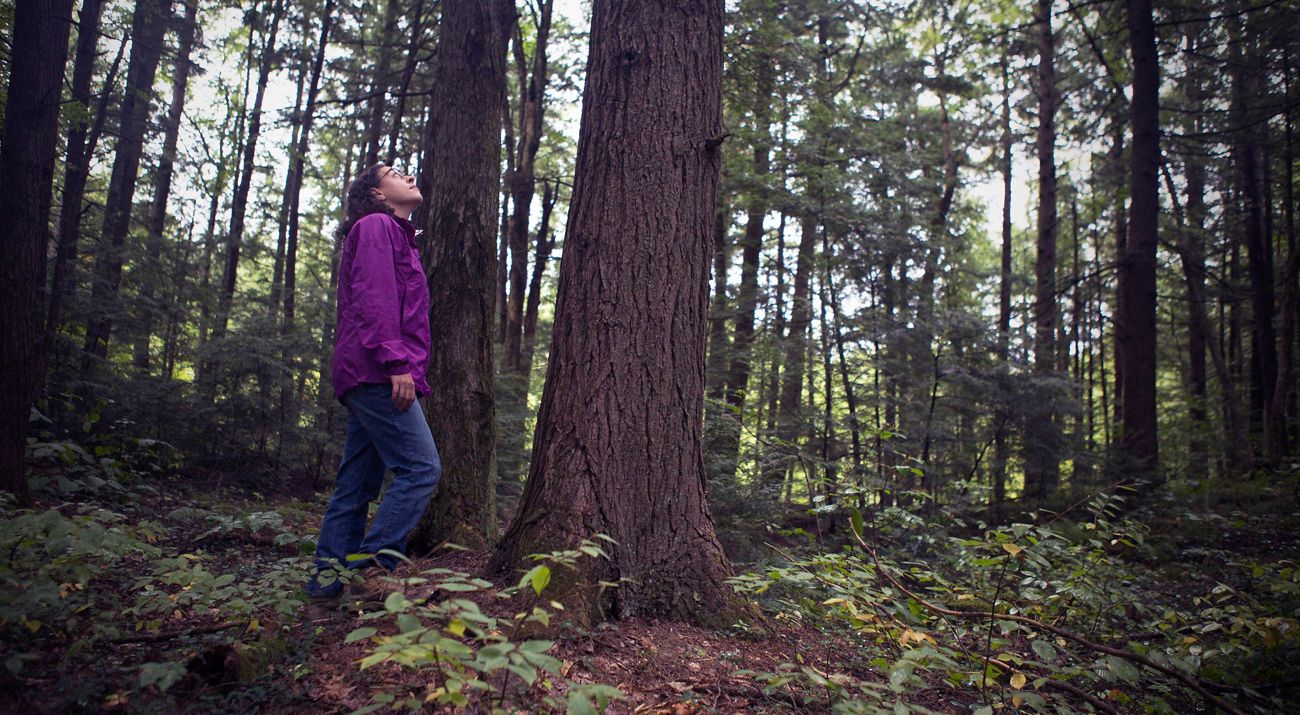 A woman stands in the forest, looking up at the trees.