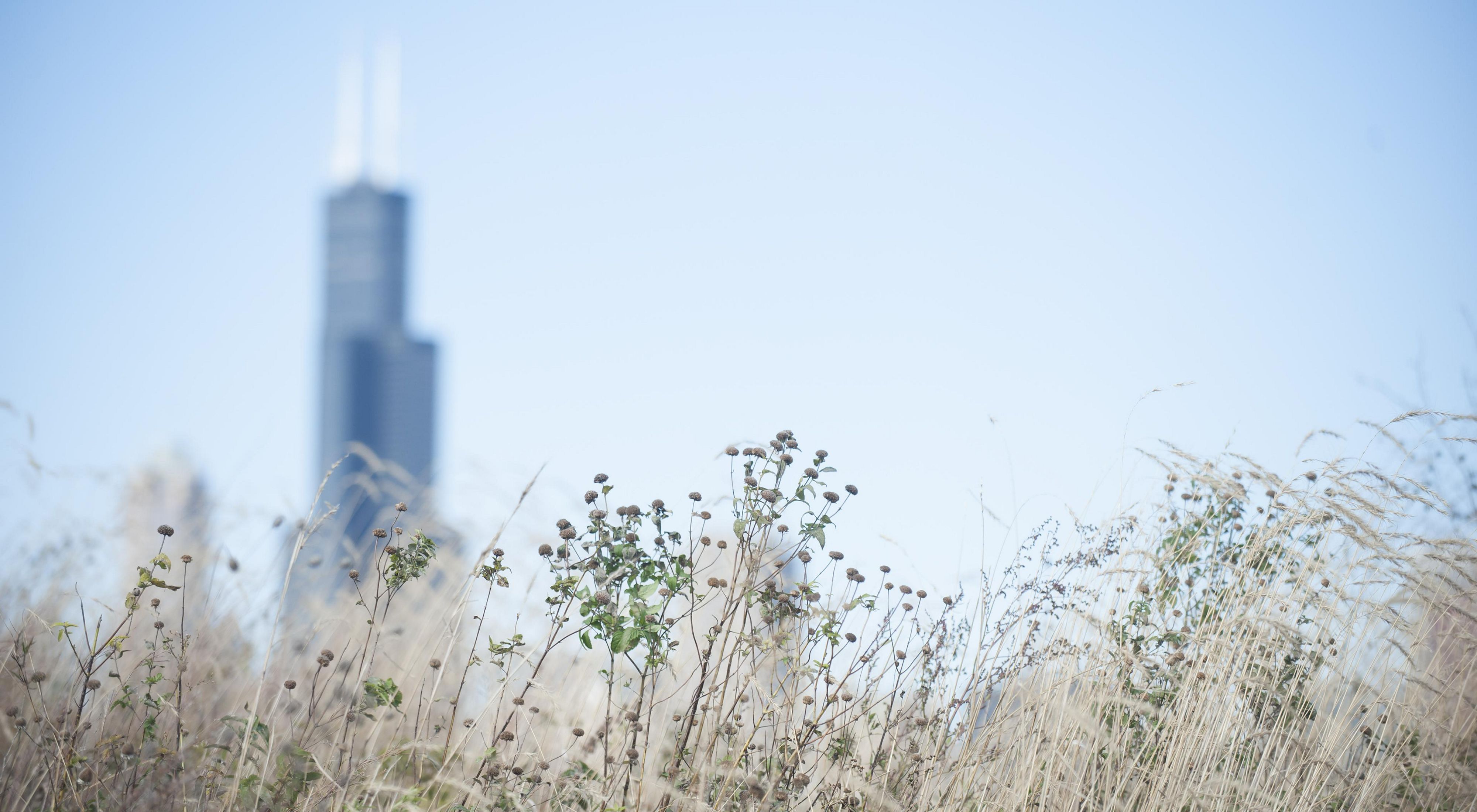 Dry grasses waive in the breeze with Willis Tower in the background.