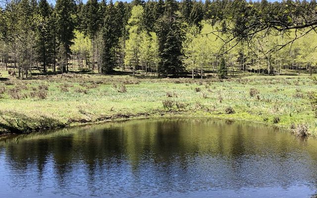 View of a large body of water in a wetland surrounded by forest.