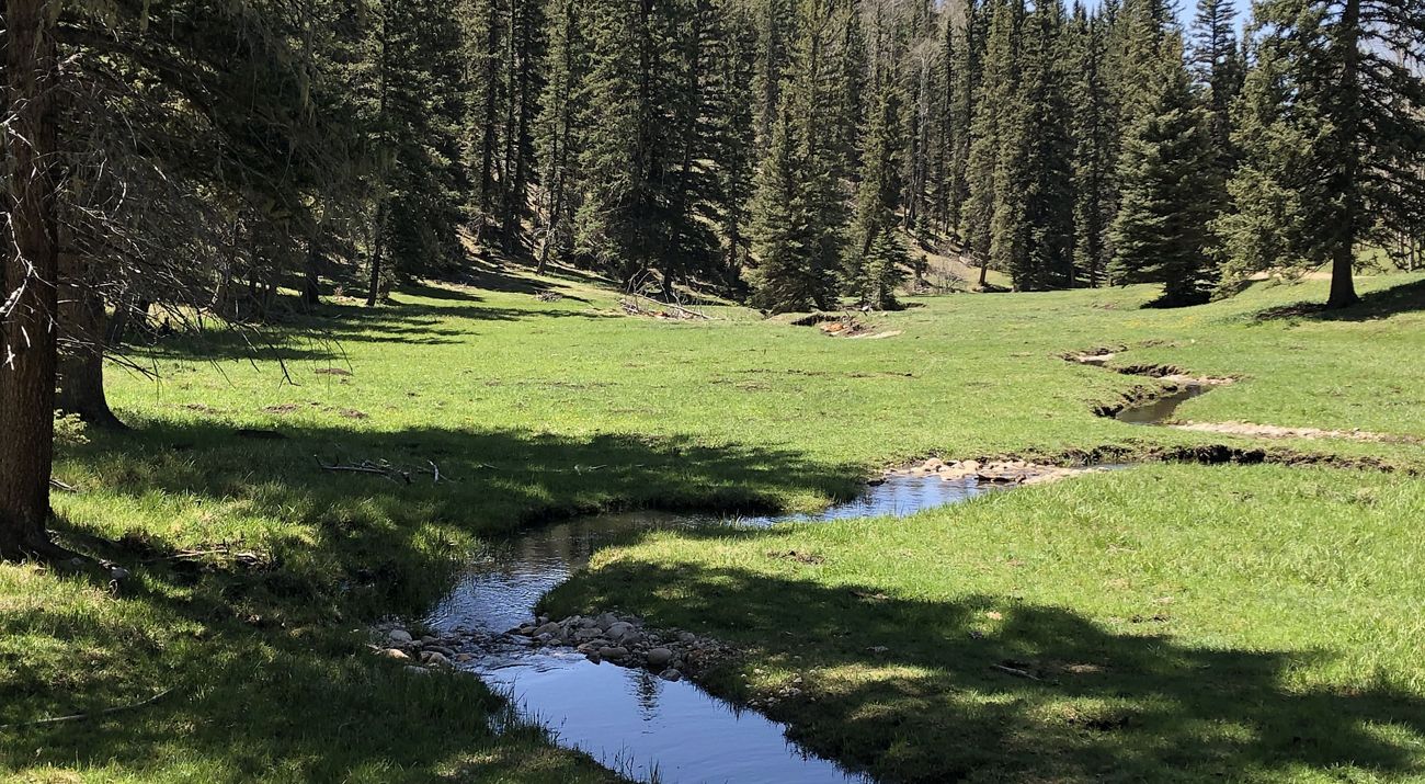 Landscape view of a narrow stream winding through a grassy wetland with a forest in the background.