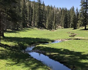Landscape view of a narrow stream winding through a grassy wetland with a forest in the background.