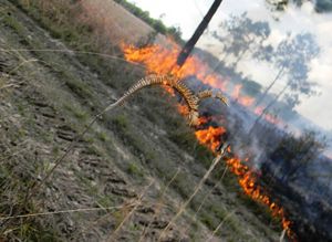 A low fire burns in a meadow.