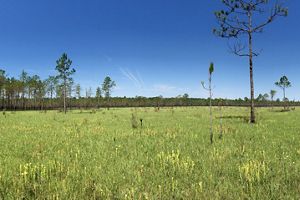 A blue sky frames a vast grassland savanna with scattered trees.