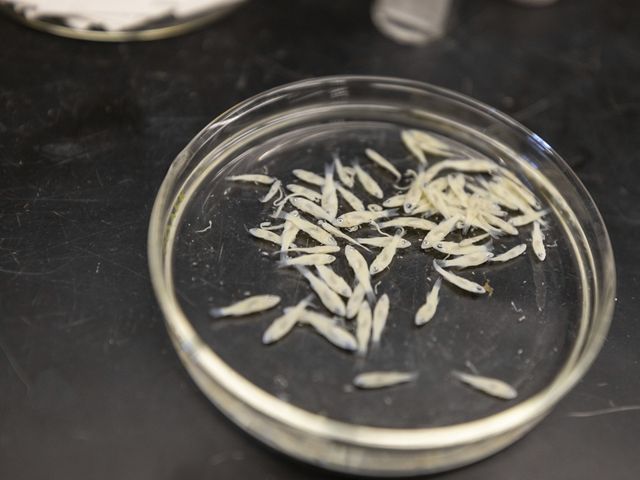 Scientists are studying lake whitefish larvae as part of research to determine which part of the fish's life cycle is being disrupted.
