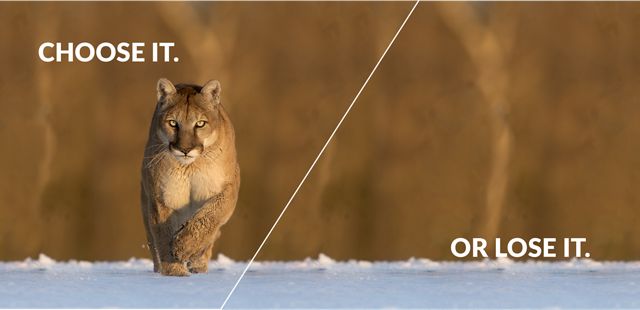A split image with a mountain lion on the left and bare land on the right. 