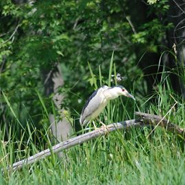 A black-crowned night heron perches on a branch in the midst of a wetland.