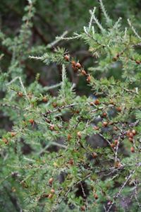 A close up of a tree with spiky green pines and small brown circular growths.