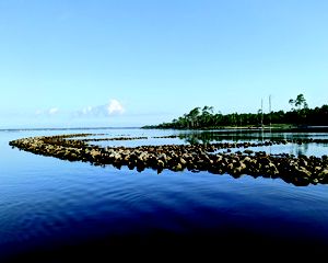 Piles of gray and brown oyster shells extend into calm waters.