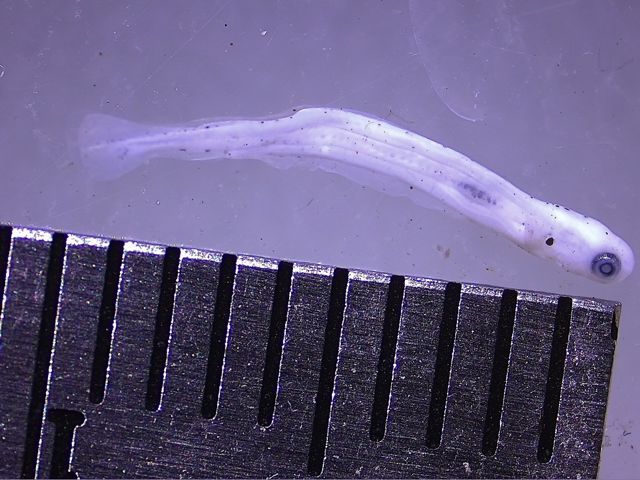tiny larvae identified as razorback sucker