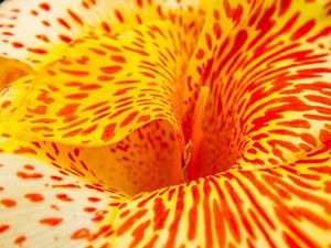 close up of a yellow flower speckled in red