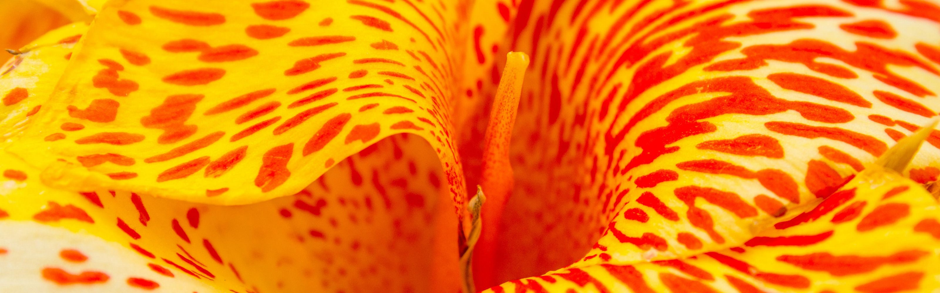 Close up of a red and yellow speckled flower.