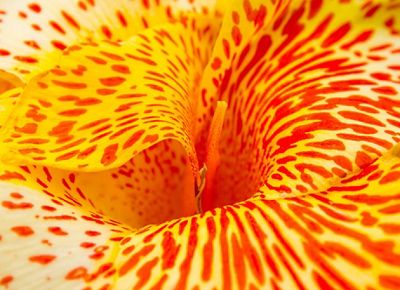 A macro shot of a yellow orchid flower with red spots.