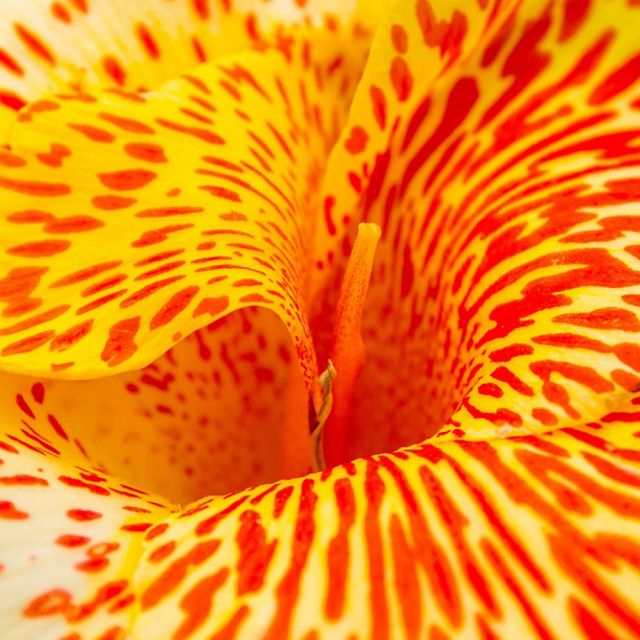 A macro shot of a yellow orchid flower with red spots.