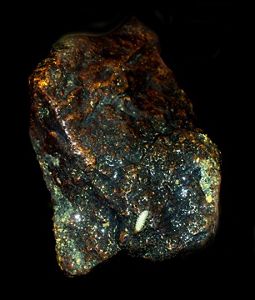 A tiny, white isopod sits on the shiny surface of a wet rock.