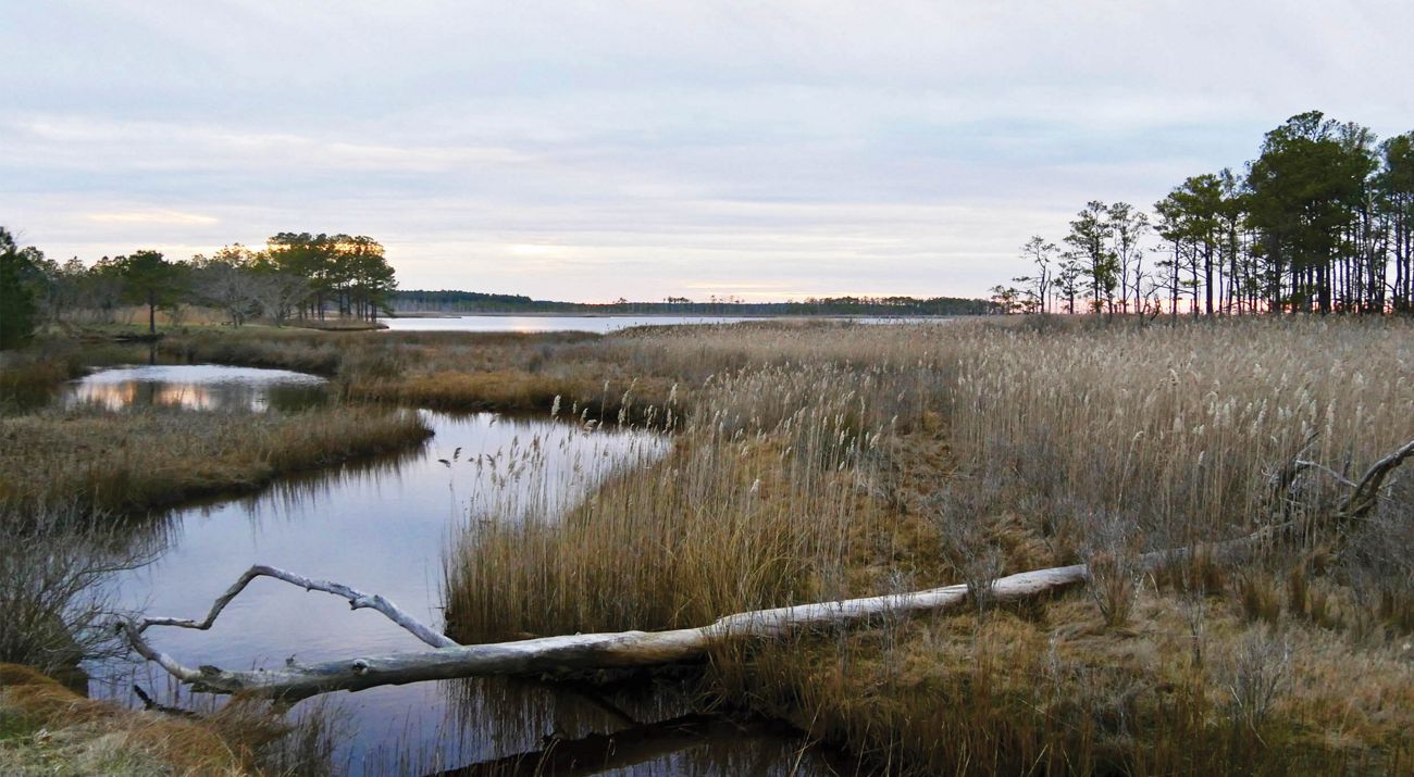 Tall grasses are interspersed with calm wetlands.